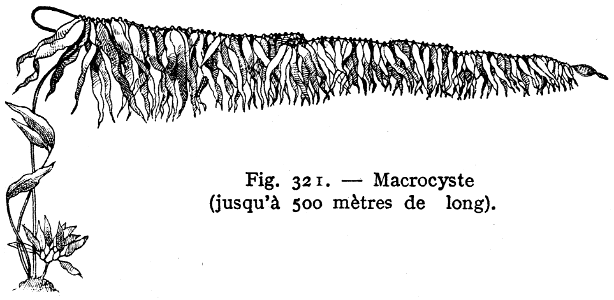 macrocyste
