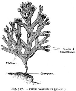 fucus vésiculeux