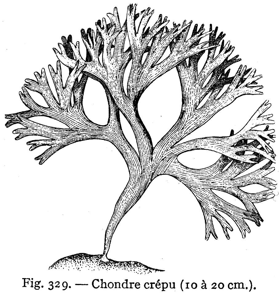 chondre crépu
