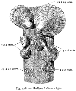 huître