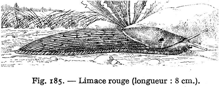 limace rouge
