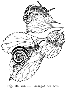 escargot des bois