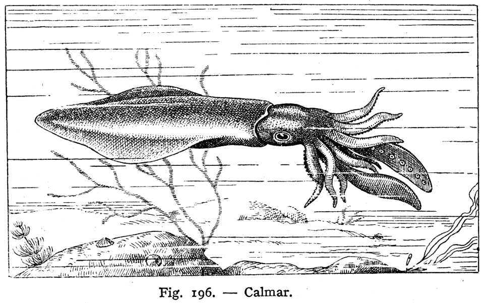 calmar