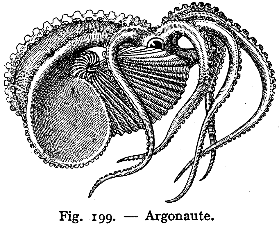 argonaute