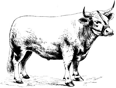 vache-042