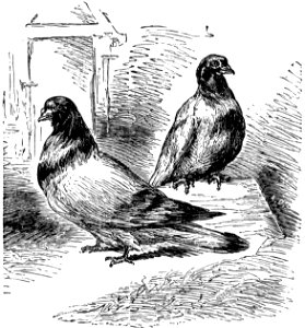 pigeon-voyageur-003-MO