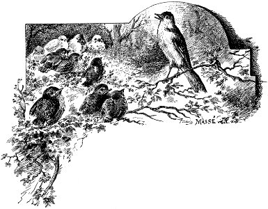 oiseau-002-MO