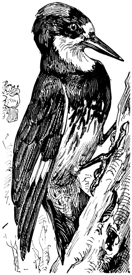 melanerpe-001-MO