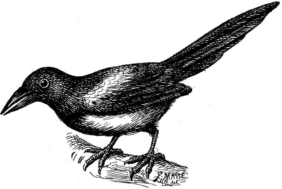 corneille-001-MO