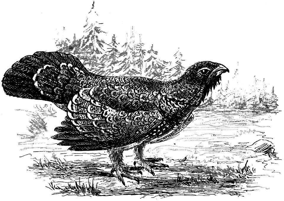 coq-bruyere-001-MO
