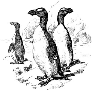pingouin-001-MO