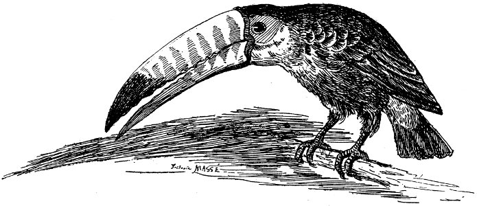 toucan-001-MO