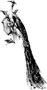img786