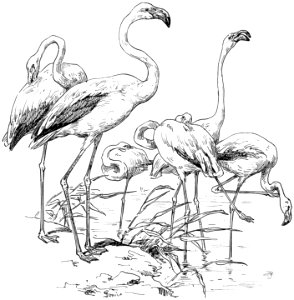 flamant-rose-001-MO