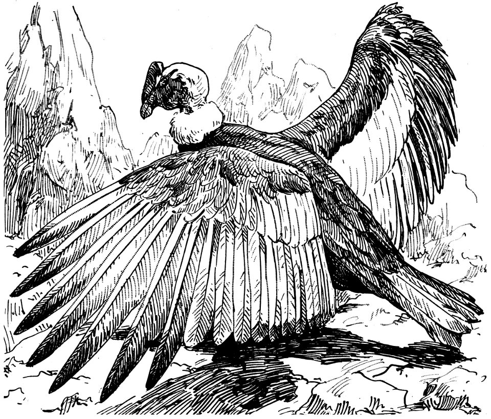condor-001-MO