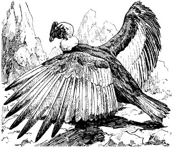 condor-001-MO