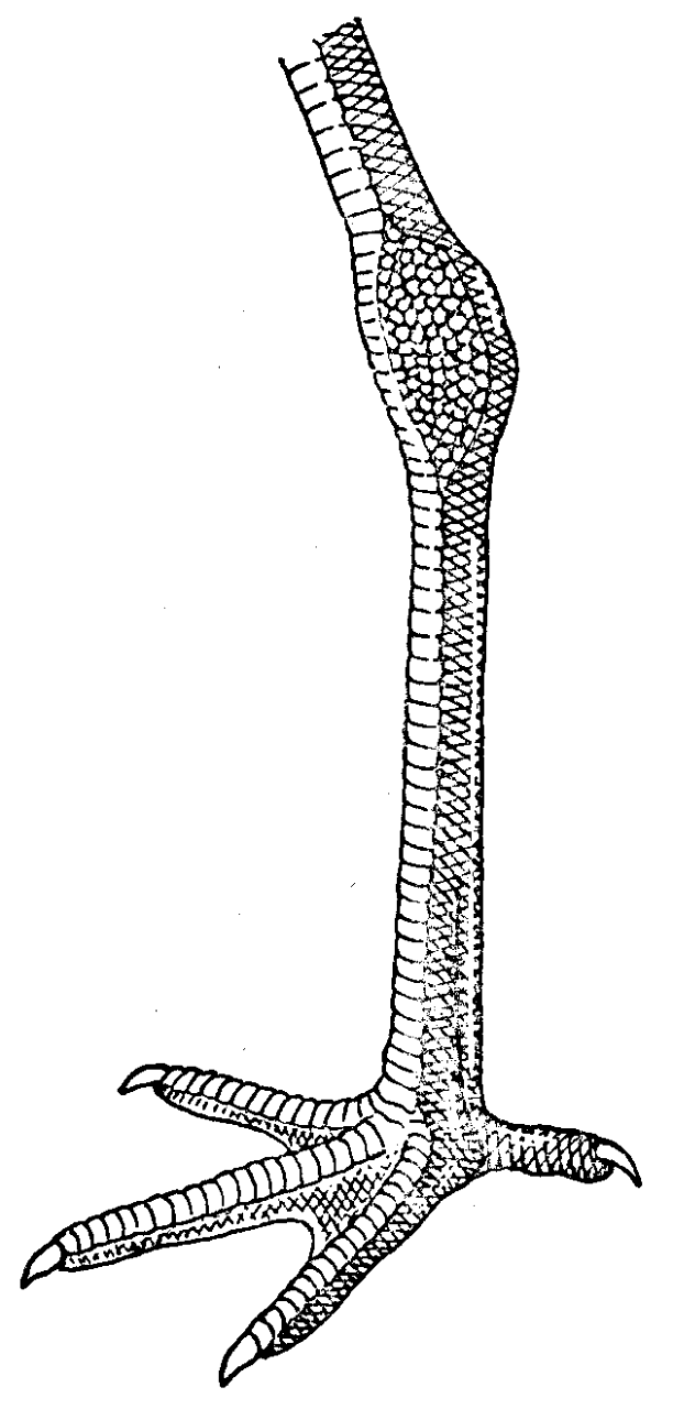 cigogne-patte