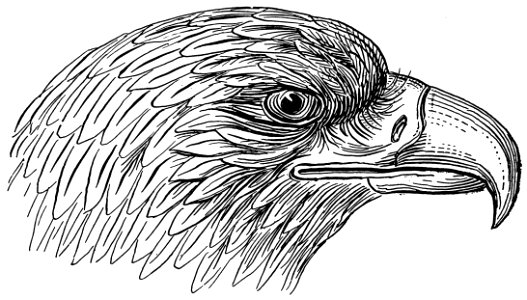 aigle-001-MO
