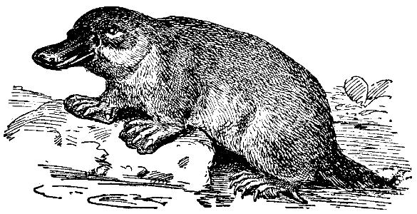 ornytorinque