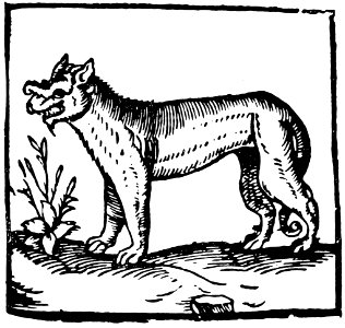 loup-006