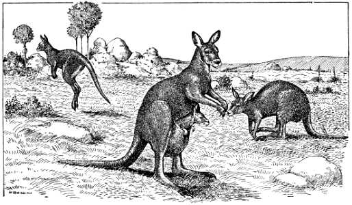kangourous