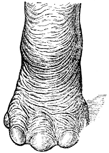 éléphant-patte