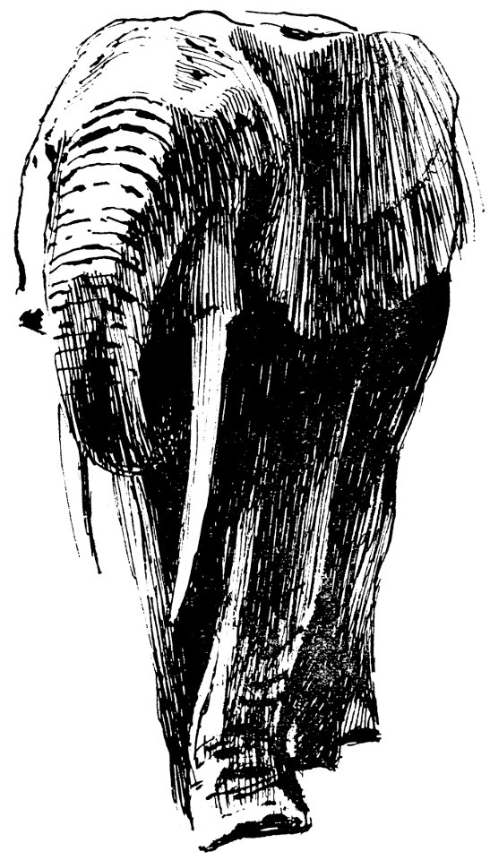 elephant-005-AP