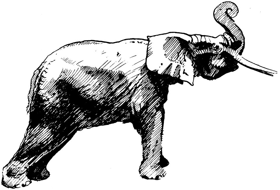 elephant-002-AP