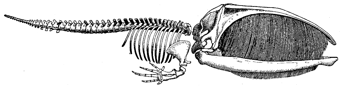 baleine-squelette