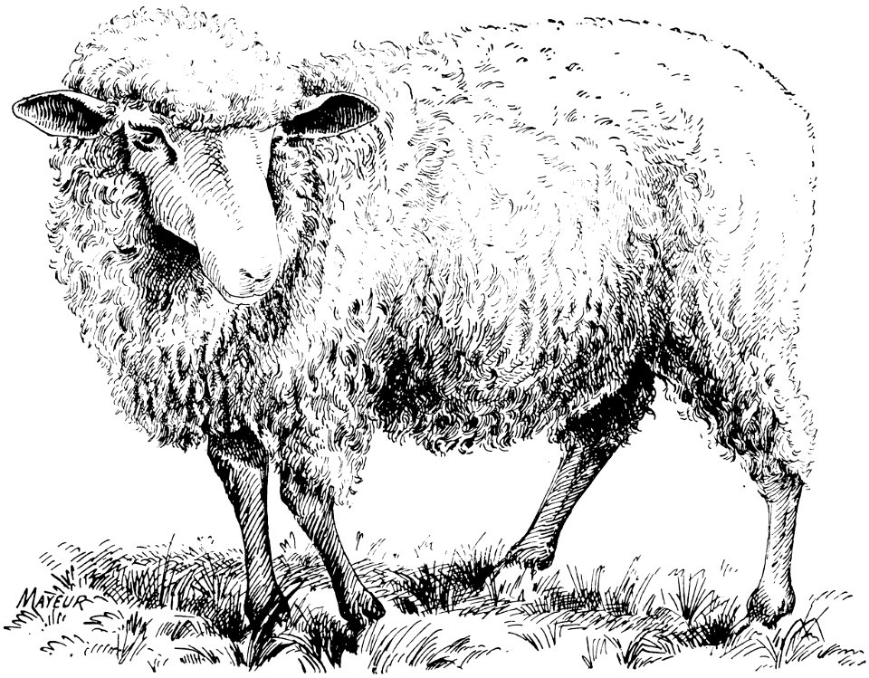 mouton-013