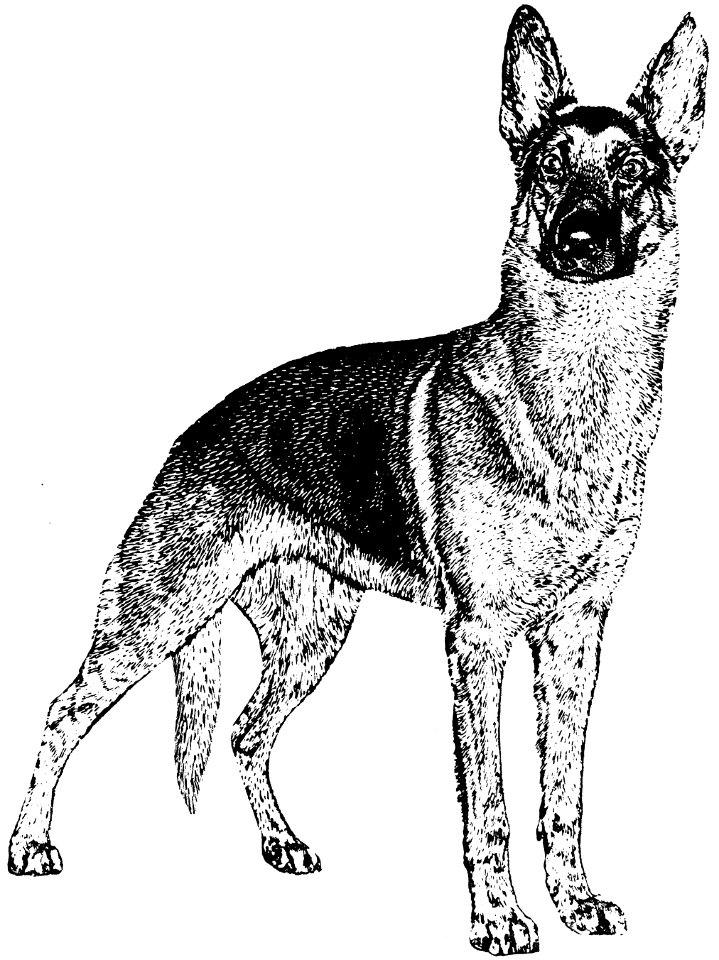 chien-001-AP