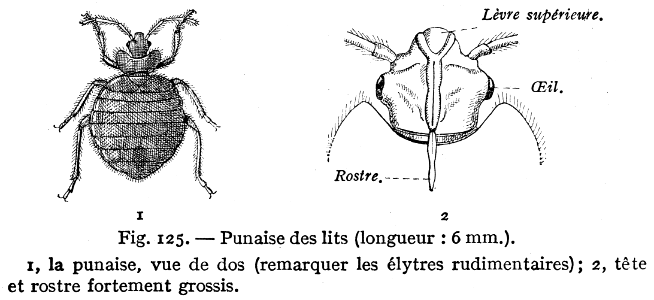 punaise des lits
