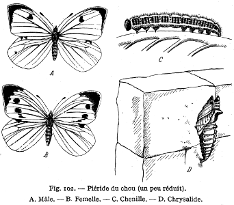 piéride du chou