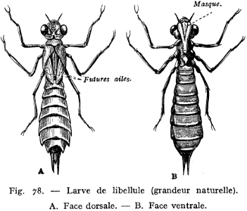 libellule larve-1