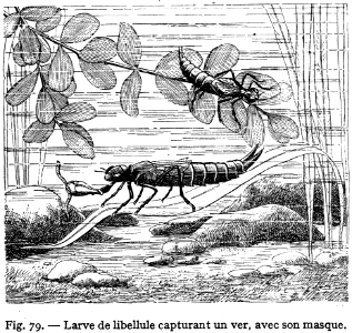 libellule larve -2