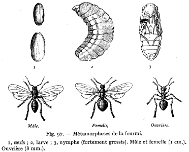 fourmi-métamorphose