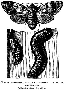 cossus-OA