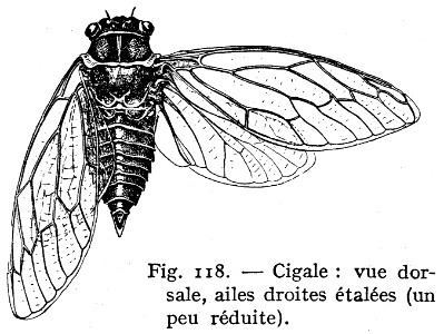 cigale-2