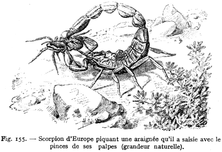 scorpion commun. Free illustration for personal and commercial use.