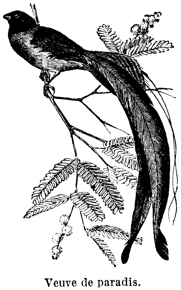veuve de paradis