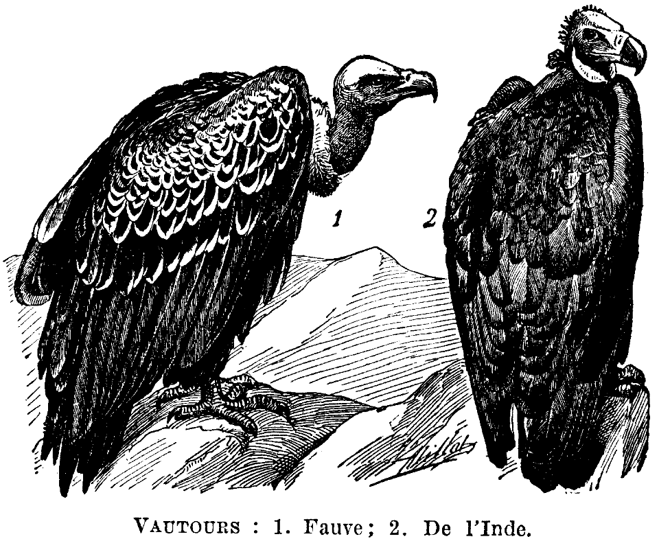 vautours