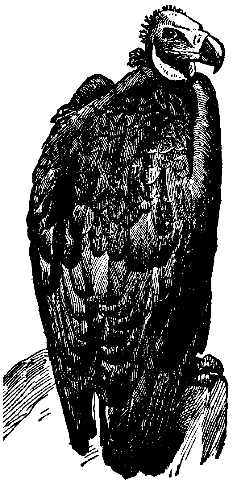 vautour-2