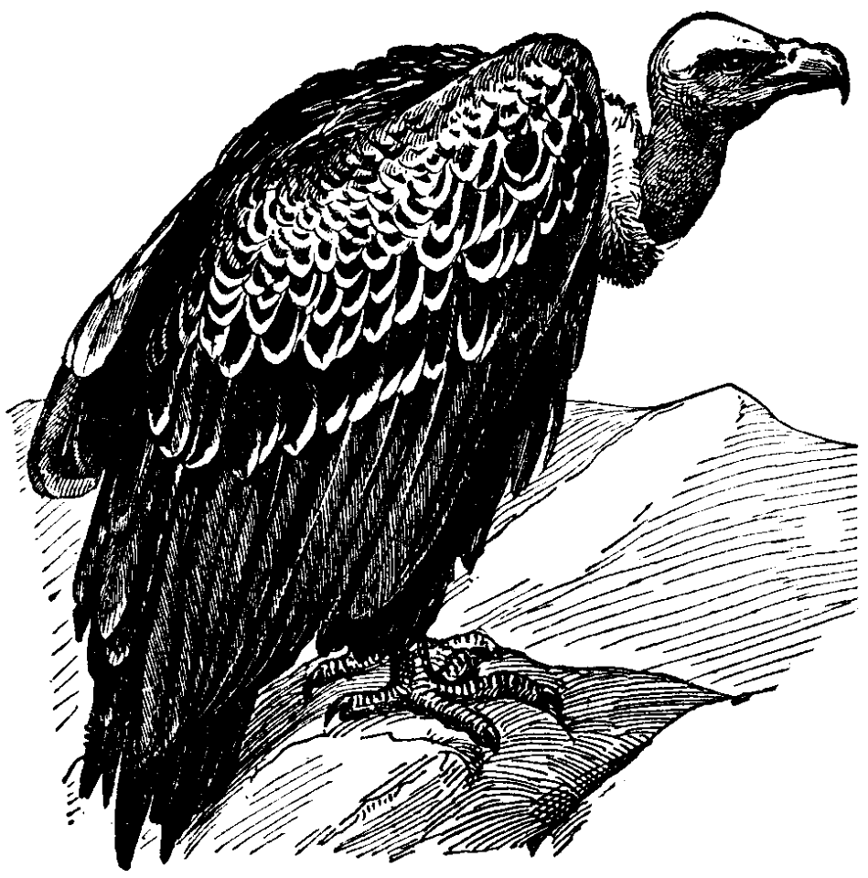vautour-1