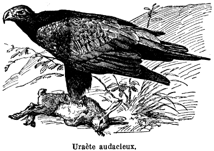 uraète