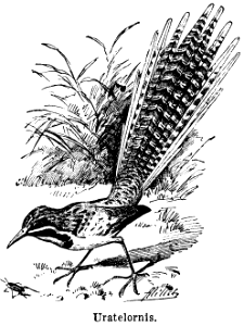 uratelornis