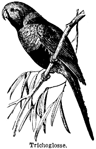 trichoglosse