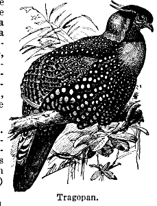 tragopan