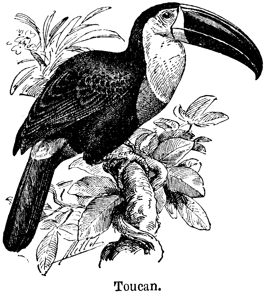 toucan-2