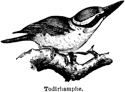 todirhamphe