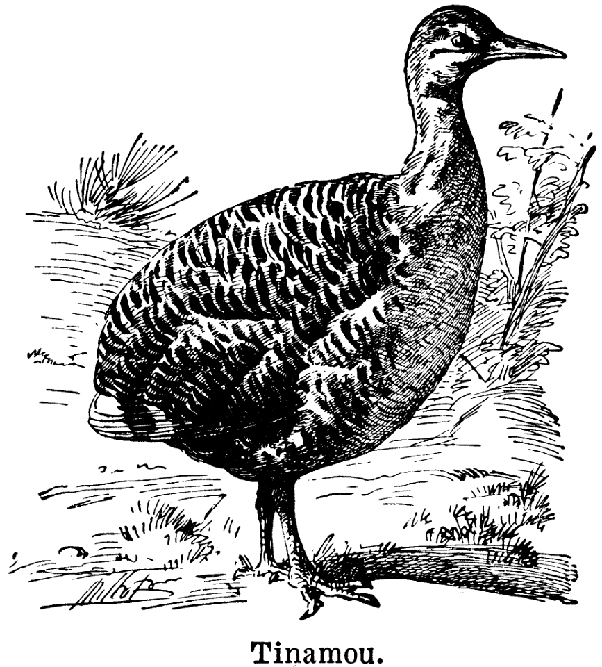 tinamou